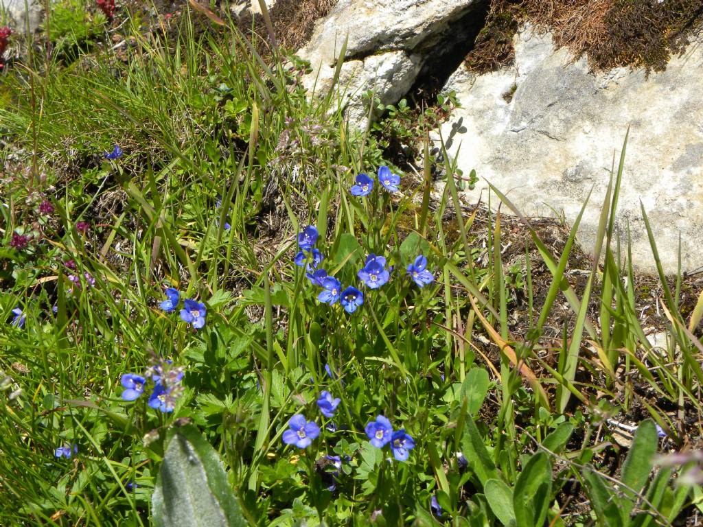 quale Veronica? Veronica fruticans